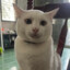 MeowwTofu0627