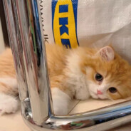 红茶冰椰雪糕好喝