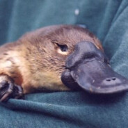 Platypus