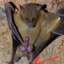 The real BatMan