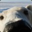 BipolarPolarBear
