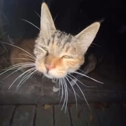 Stupid gay cat