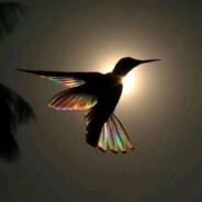 Bird avatar