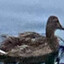 Duck.