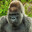 |MONKEY|