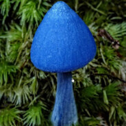 🍄ГРИБНИК🍄