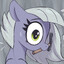 Grey Horse Enthusiast