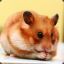 Mr_Hamster