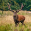 Stag