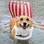 corgo