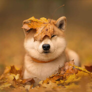shiba
