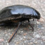 The Water Beetle