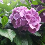 Hydrangea Jones