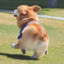Mr.CorgiAss