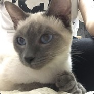 就是这么胡你来嘛