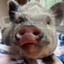 MiNi_PiiiiG
