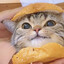 “汉堡猫”