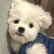 瑶歌来瓶果粒登