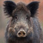 Liquid Pig