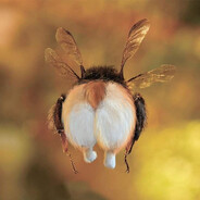 ПОЛЕТ_ШМЕЛЯ