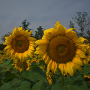 低保与老太太皆失.