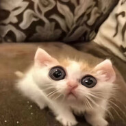 脑袋削尖和我拼