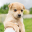 Perro Hermoso