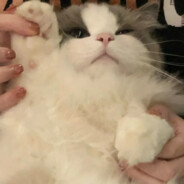 香奈儿的反义词是臭jb