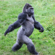 Сова - голова