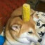 Corn Dog