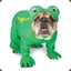 The Bullfrog