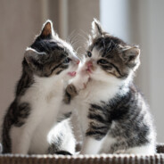 理查德没有米勒