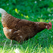 高价收芦花菜鸡