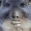 Skibbles