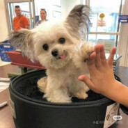 貂个小孩解解馋