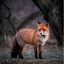 Red Fox02