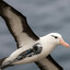 Albatros