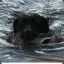 DUCKHUNTER
