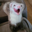 Ferret