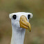 albatross
