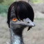 A Sexy Emu