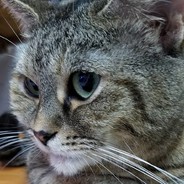 🐖☣☣☣☣☣K20A☣☣☣☣☣