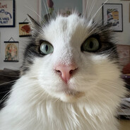 Officer Catman