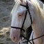 Cavalo Albino