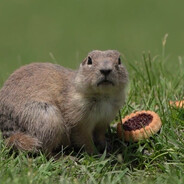 Eti Cin yiyen Anadolu sincabı