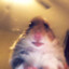 hamster lord