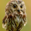 Owlie