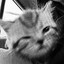 Purina One