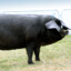 BIG BLACK PIG