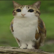 Meowl